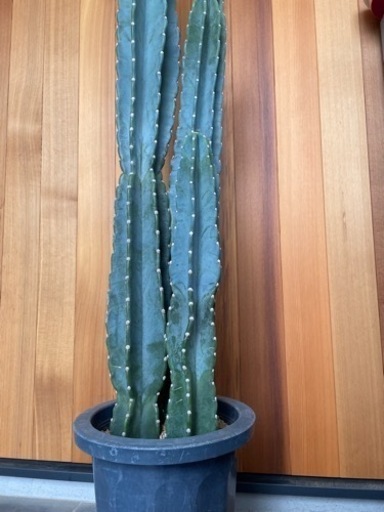 サボテン  ロックガーデン