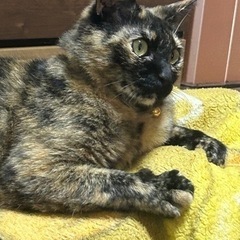 引っ越しする為。引っ越し先がペット不可の為