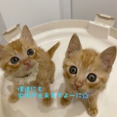 嬉しい♪楽しい♪2倍の♡茶トラ兄弟