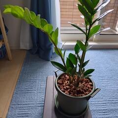 観葉植物　ザミオクルカス