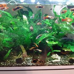 熱帯魚　プラティ5~10匹