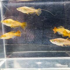 🌟黄斑光体型メダカ🌟の画像