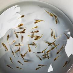 🌟黄斑光体型メダカ🌟の画像