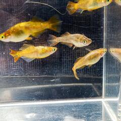 🌟黄斑光体型メダカ🌟の画像