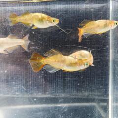 🌟黄斑光体型メダカ🌟