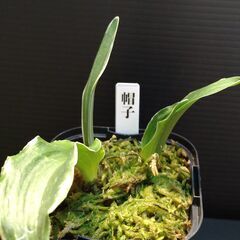 万年青（おもと）4点 さしあげます。の画像