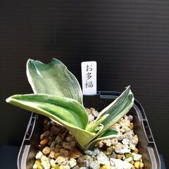 万年青（おもと）4点 さしあげます。の画像