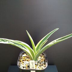 万年青（おもと）4点 さしあげます。の画像