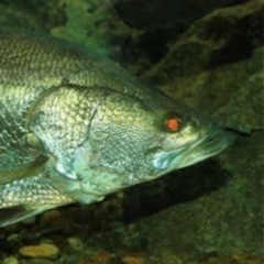 7\1  締切　緊急募集‼️高知県へアカメ釣り遠征行ける方