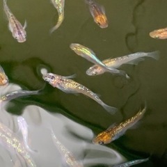 夜桜メダカ選別外　成魚　約4㎝　10匹　外飼い