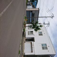 家猫に生まれた仔猫を、育てみませんか。里親さん募集中。 - 函館市