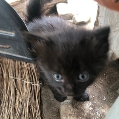子猫5匹　里親　見つかりました。