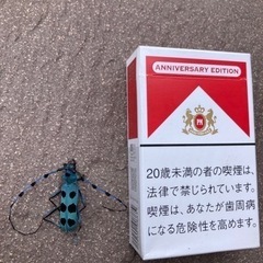 ルリボシカミキリムシ　絶滅危惧種