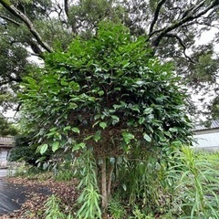 生活雑貨 家庭用品 ガーデニング