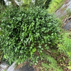 生活雑貨 家庭用品 ガーデニングの画像