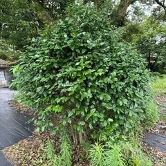 生活雑貨 家庭用品 ガーデニングの画像