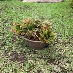 岩松　鉢植え　NO.01