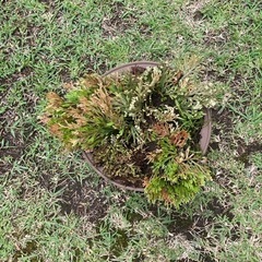 岩松　鉢植え　NO.01の画像