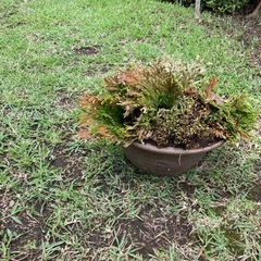 岩松　鉢植え　NO.01の画像