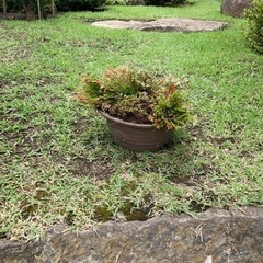 岩松　鉢植え　NO.01の画像