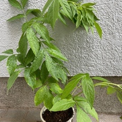 エルダーフラワー ニワトコ ハーブ 苗