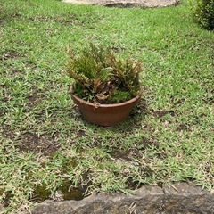 岩松　鉢植え　NO.05