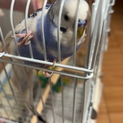 セキセイインコ　オス　生後6ヵ月