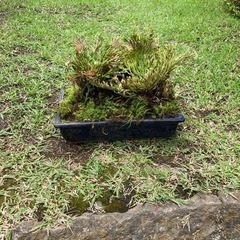 岩松　鉢植え　NO.09