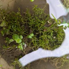 ミズハコベ　メダカ　水草