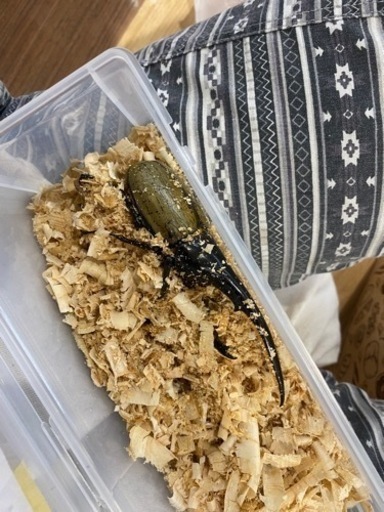 家具 カーペット/マット/ラグ