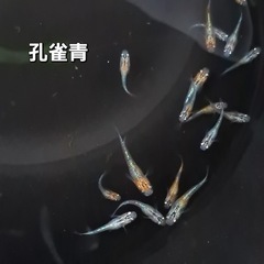 メダカ高級品種
　　稚魚 