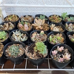 多肉植物