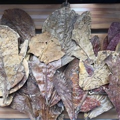 マジックリーフ大量入荷