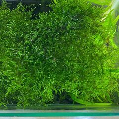 水草「ジャイアント南米ウィローモス」をお譲りします。の画像