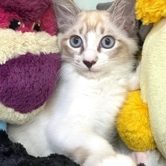 【里親様決まりました】シャム系中毛の女の子