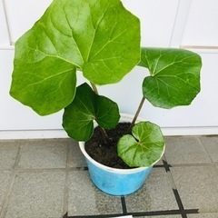 ツワブキ苗
