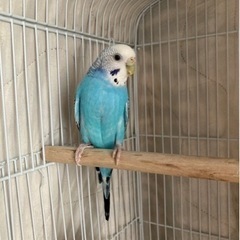 自分の事情で飼い続ける事が出来なくなった為