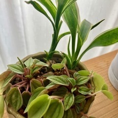 元気な観葉植物・寄植え②