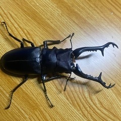 ギラファノコギリクワガタ