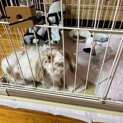 うさぎちゃん