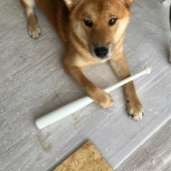 柴犬　オス　9ヶ月　里親さん募集