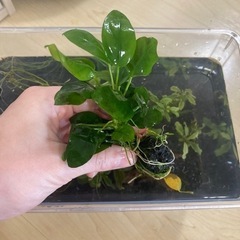 大株群生アヌビアスナナプチまとめ売り