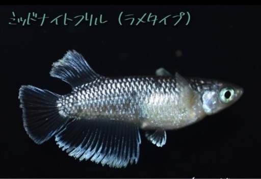 メダカ　めだか　極上　ミッドナイトフリル