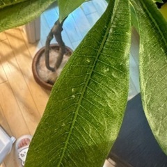 フェイクグリーンの画像