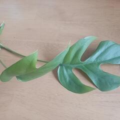 ③】ヒメ モンステラ　観葉植物