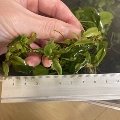 クダガンの中古が安い！激安で譲ります・無料であげます｜ジモティー