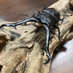 ギラファノコギリクワガタ　ホワイトアイ　♂単の画像