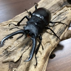 ギラファノコギリクワガタ　ホワイトアイ　♂単の画像