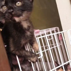 5月2日生まれ野良の子