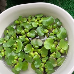あげます！　　ホテイアオイ